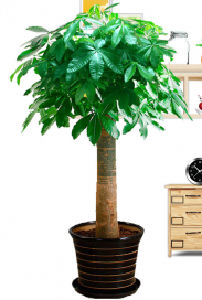 发财树大型室内客厅办公室盆栽植物重庆同城配送